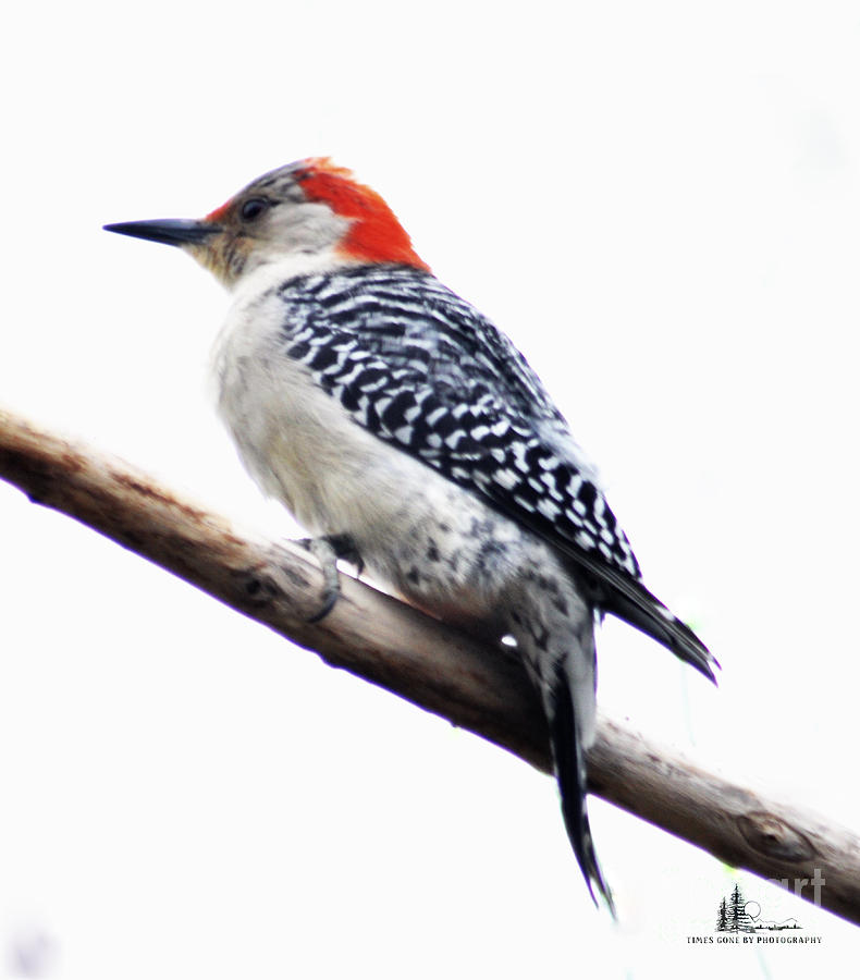 Male Red-bellied Woodpecker 2 Photograph by Ronald Grogan