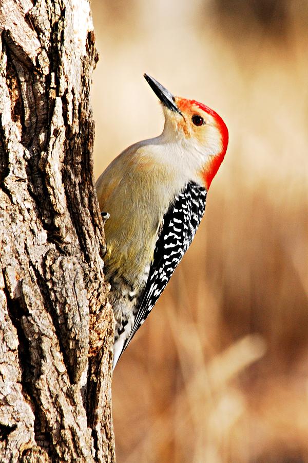 Male Red-Bellied Woodpecker 3 Photograph by Larry Ricker