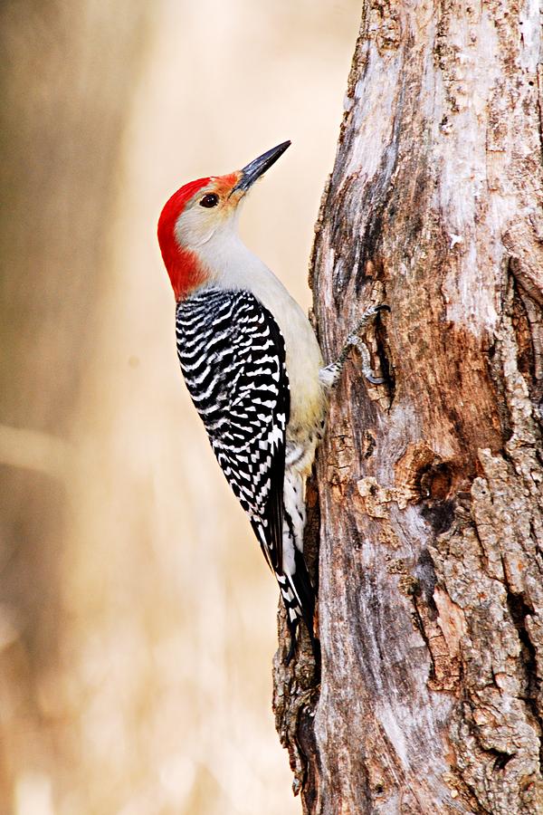 Nature Photograph - Male Red-Bellied Woodpecker by Larry Ricker