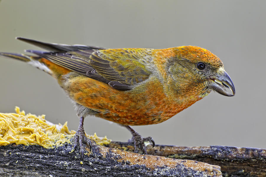 Male Red Crossbill Photograph by Fred J Lord