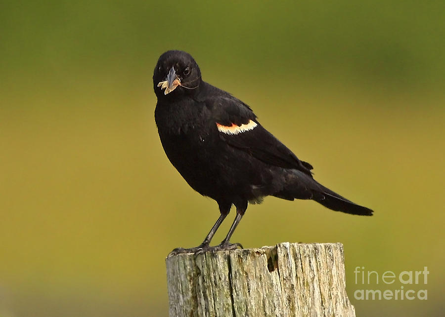 Wildlife Photograph - Male Red Winged Black Bird with Insect Lunch by Inspired Nature Photography Fine Art Photography