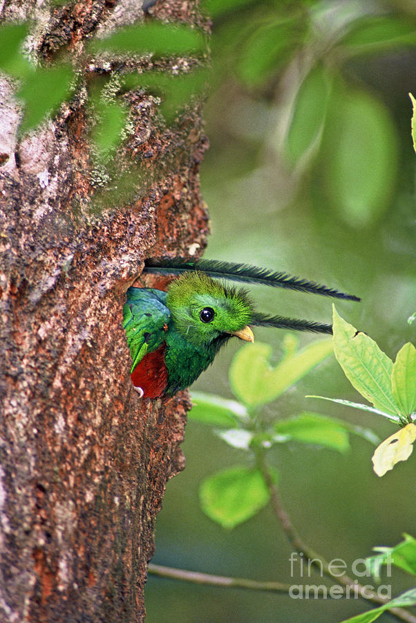 Male Resplendent Quetzal In Nest Hole Photograph by Greg Dimijian