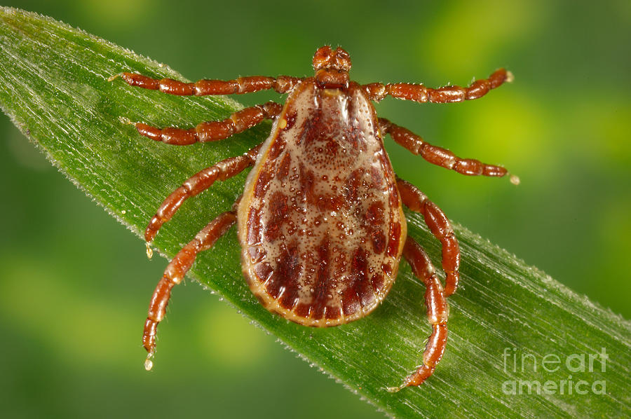 Male Rocky Mountain Tick Photograph by Science Source