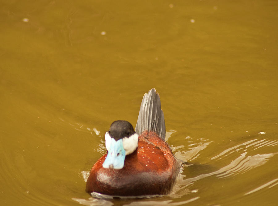 Male Ruddy Duck Photograph by Daniel Hebard