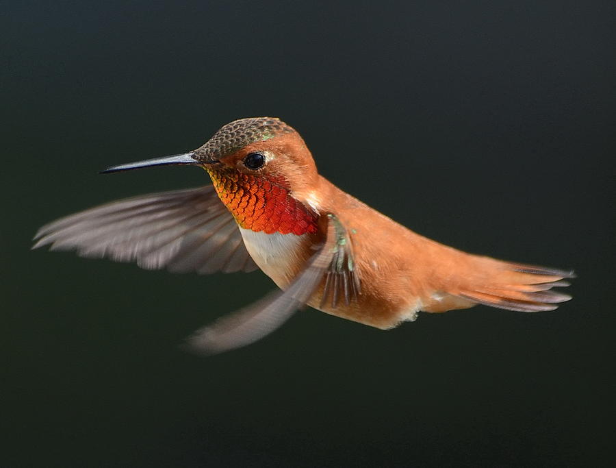 Male Rufous Hummingbird In Flight Photograph by Okanagan BC