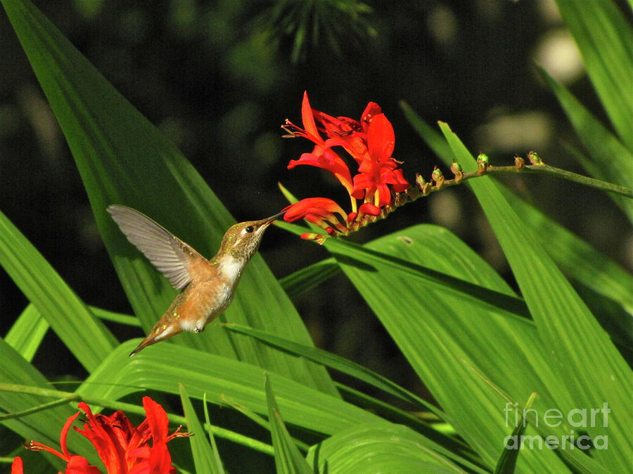 Male rufous hummingbird Photograph by Sean Griffin