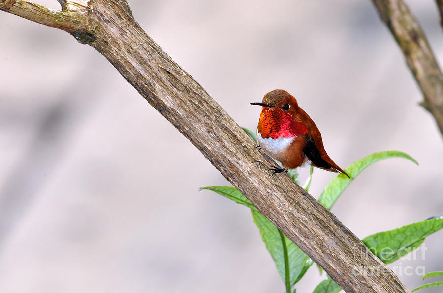 Hummingbird Photograph - Male Rufous Resting I I by Laura Mountainspring