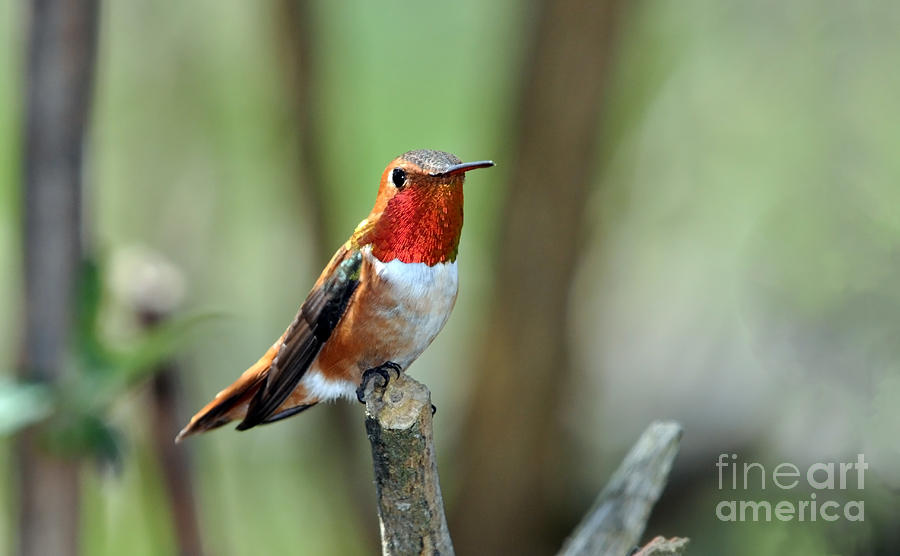 Male Rufous Resting Photograph by Laura Mountainspring