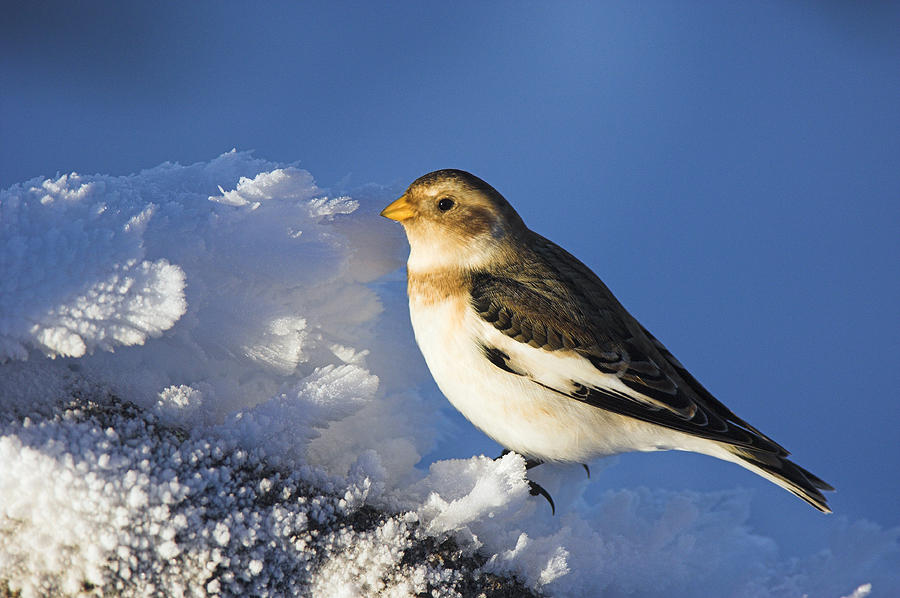 Male Snow Bunting Photograph by Duncan Shaw - Pixels