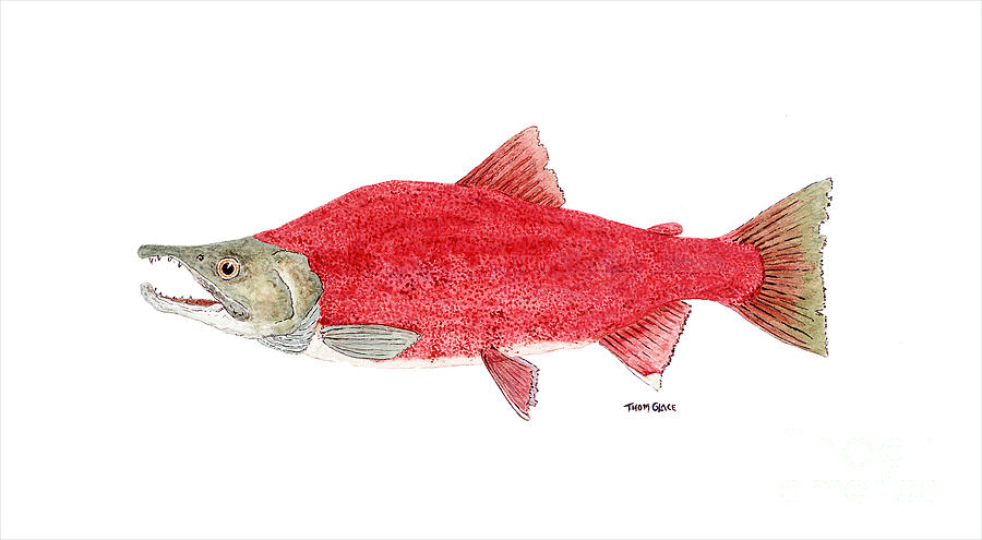 Salmon Painting - Male Sockeye Salmon in Spawning Colors by Thom Glace