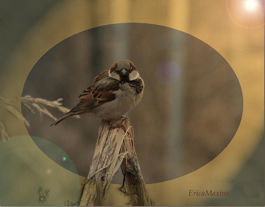 Sparrow Photograph - Male Sparrow by Ericamaxine Price