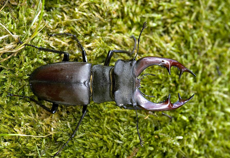 Insects Photograph - Male Stag Beetle by Bob Gibbons