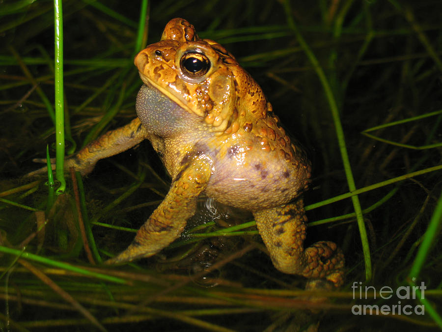 Male Toad Photograph by Ted Kinsman