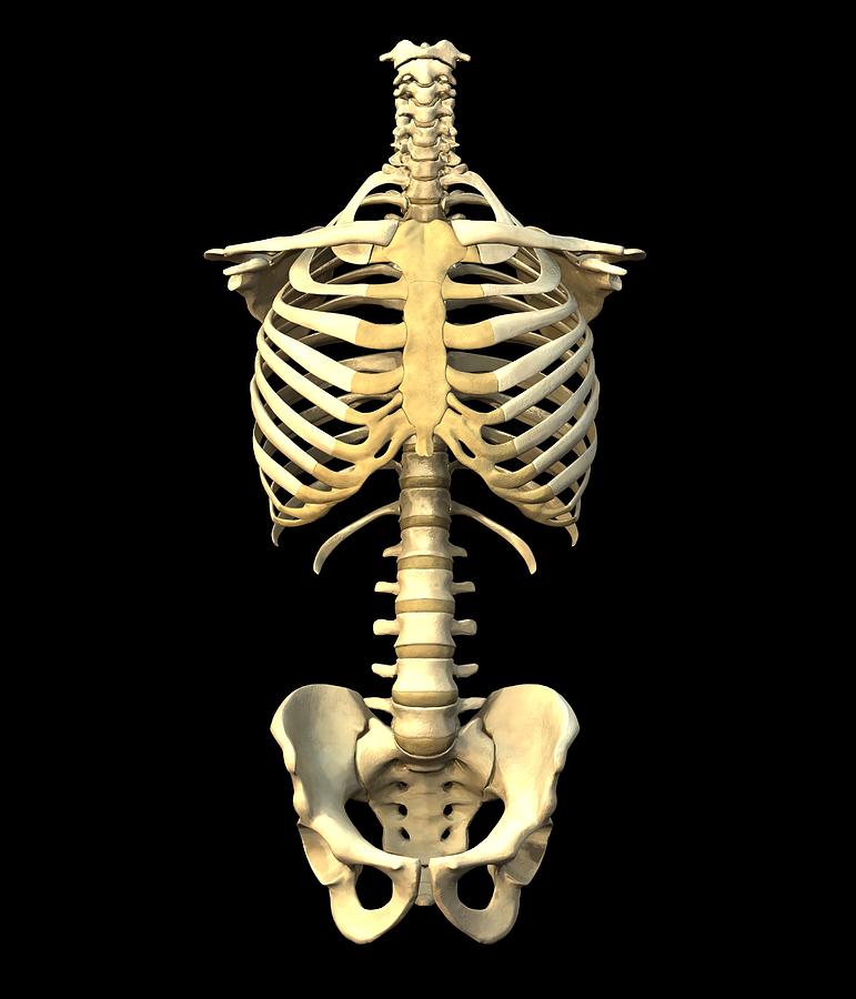 Male Torso Skeleton Photograph by Roger Harris - Fine Art America