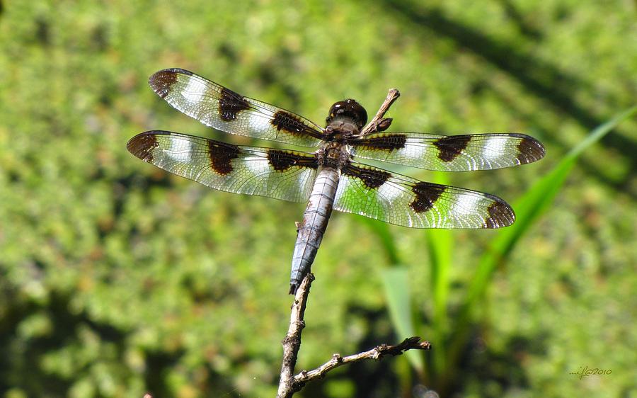 Male Twelve-spotted Dragonfly Photograph by Maciek Froncisz