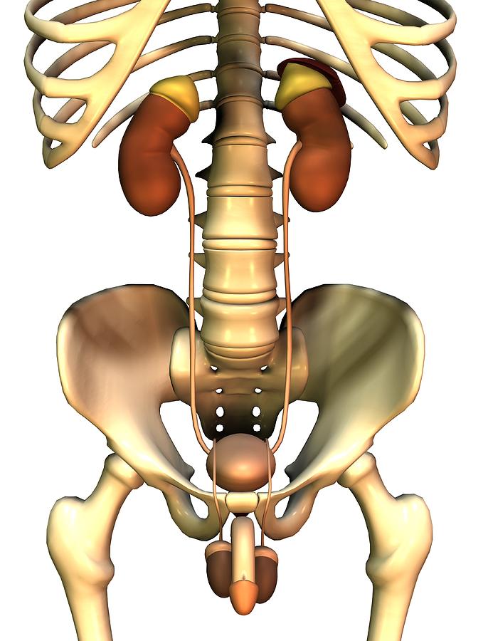 Skeleton Photograph - Male Uro-genital System, Artwork by Friedrich Saurer