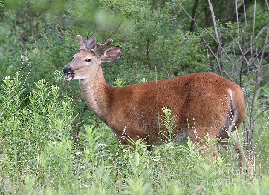 Male White Tailed Deer in a Spring Meadow Photograph by Inspired Nature ...