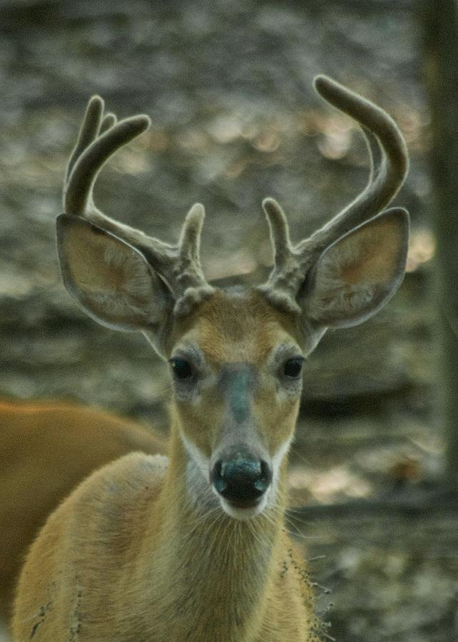 Male Whitetail  9269 4059 Photograph by Michael Peychich
