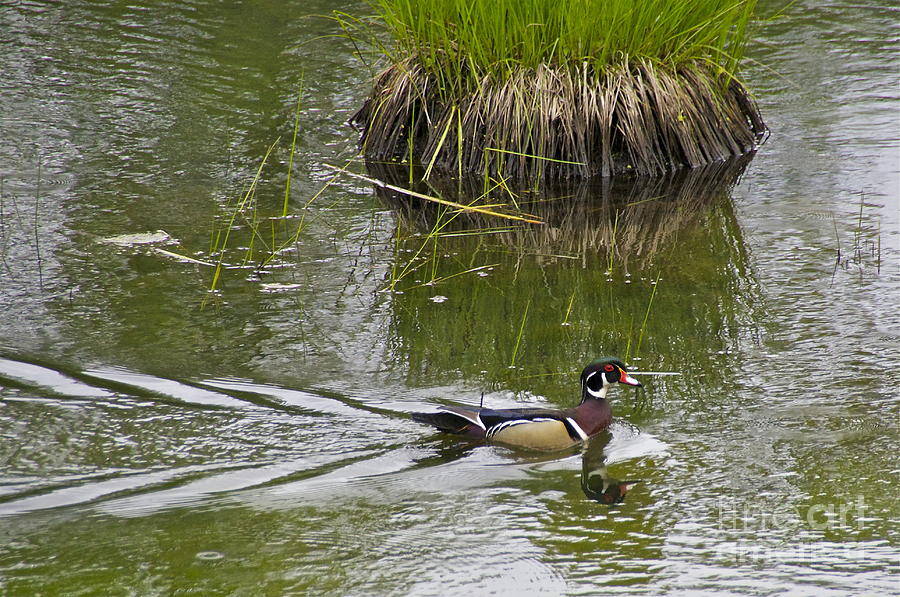 Male Wood Duck Photograph by Sean Griffin