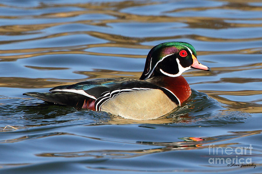 Male Wood Duck Photograph by Steve Javorsky