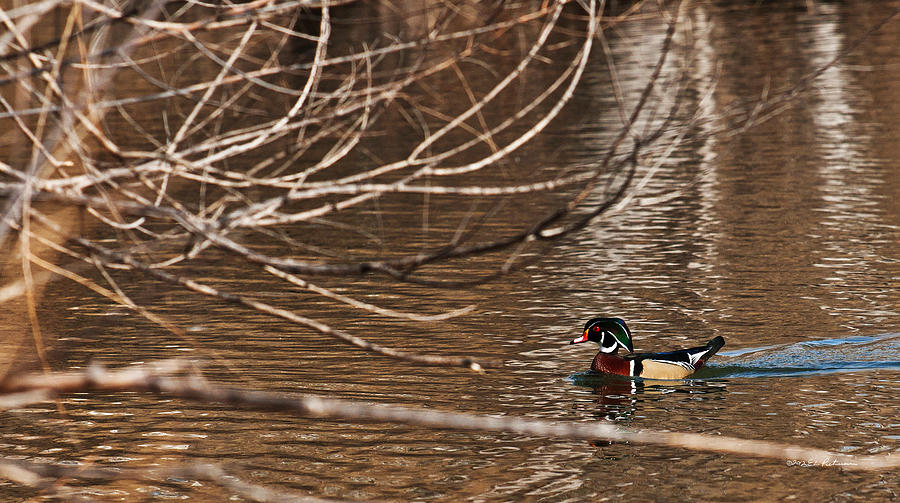 Male Wood Duck Swimming Photograph by Ed Peterson
