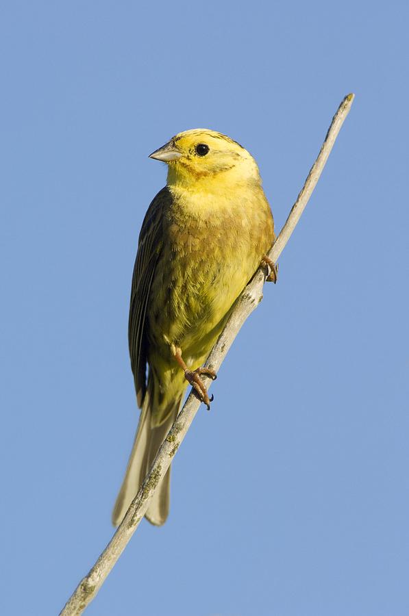 Male Yellowhammer Photograph by Duncan Shaw - Fine Art America