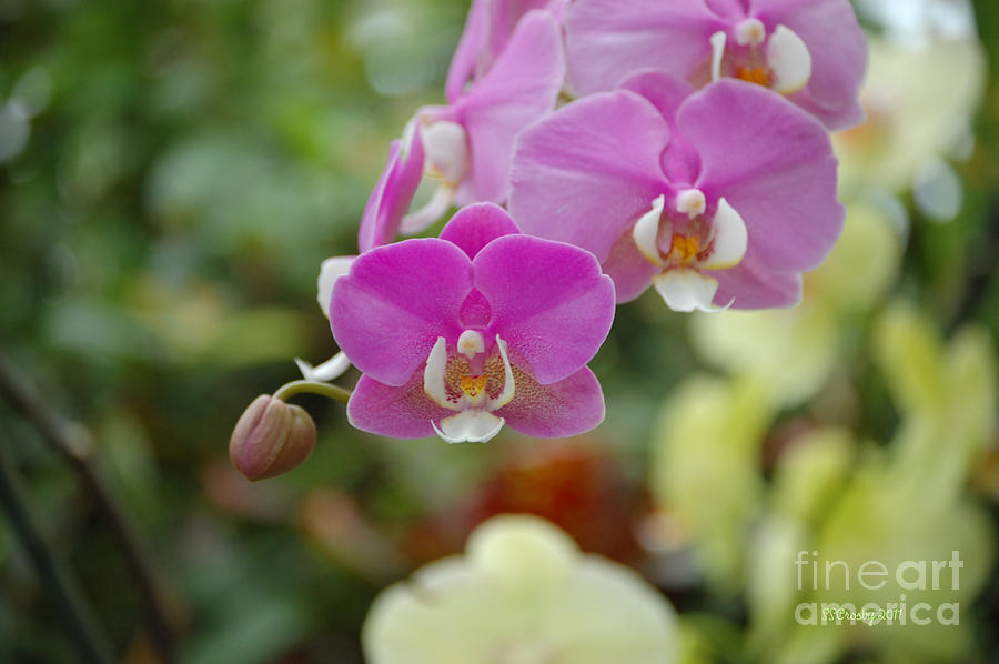 Malibu Madonna Orchids  Photograph by Susan Stevens Crosby