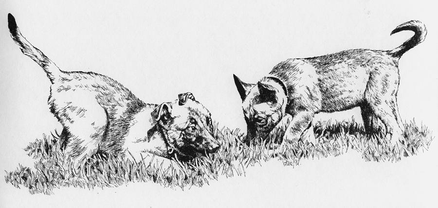 Malinois Pups Drawing by Patrice Clarkson