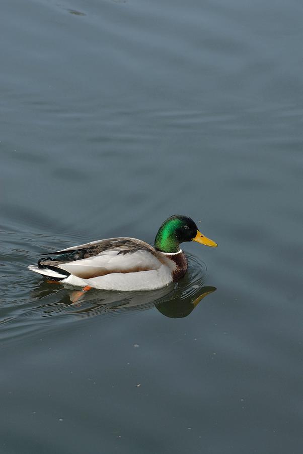 Mallard Duck 219 Photograph by Joyce StJames
