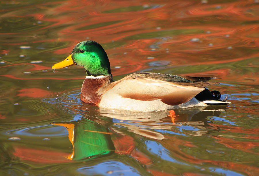 Mallard Duck And Foliage Reflection Photograph