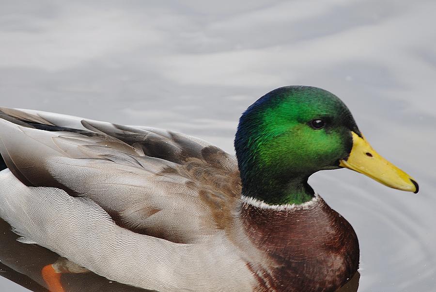 Mallard duck Photograph by David Campione