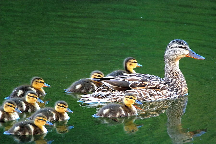 Mallard Duck Family Photograph