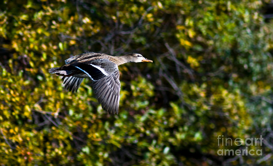 Mallard Duck Flying Photograph by Terry Elniski