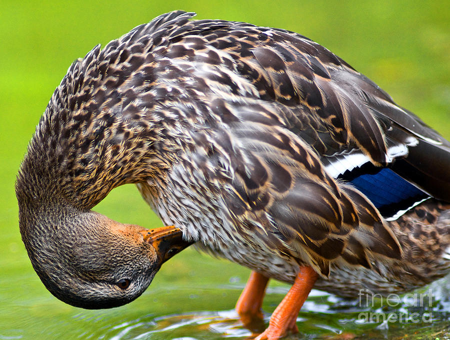 Mallard Duck Grooming 1 Photograph by Terry Elniski