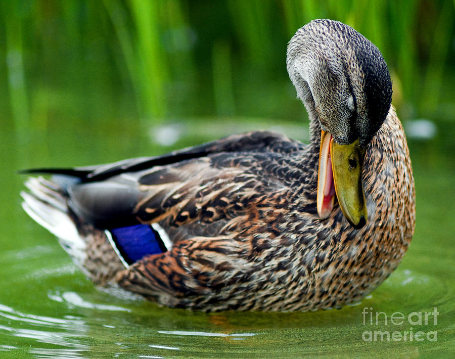 Mallard Duck Grooming 2 Photograph by Terry Elniski