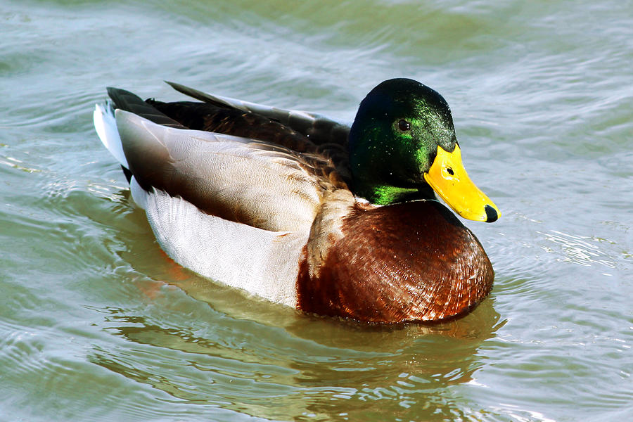 Mallard Duck in the Hudson River Photograph by Artistic Photos - Fine ...