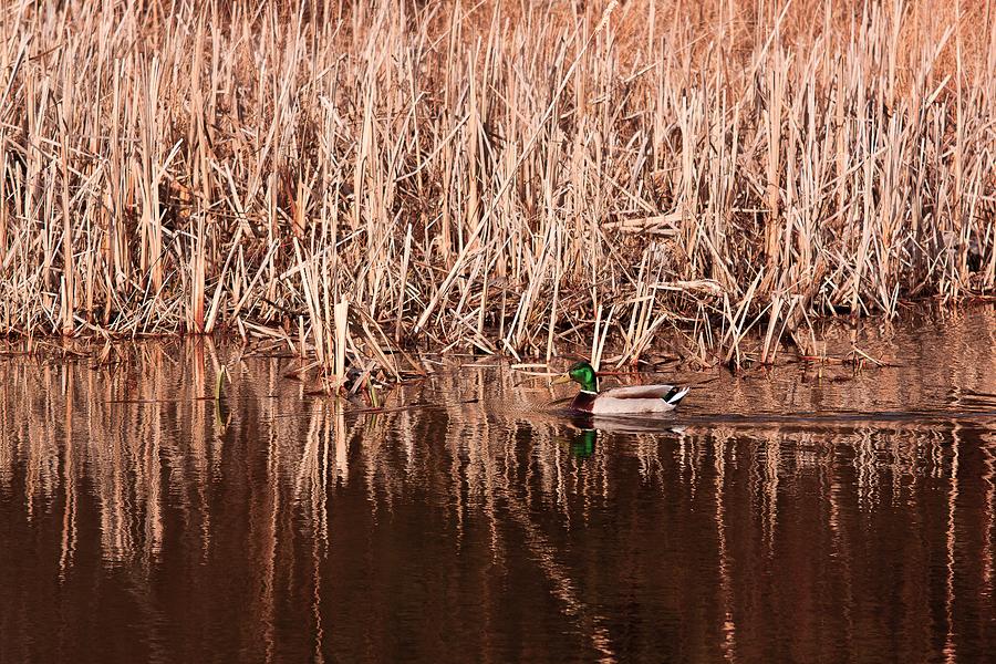 Mallard duck Photograph by Josef Pittner