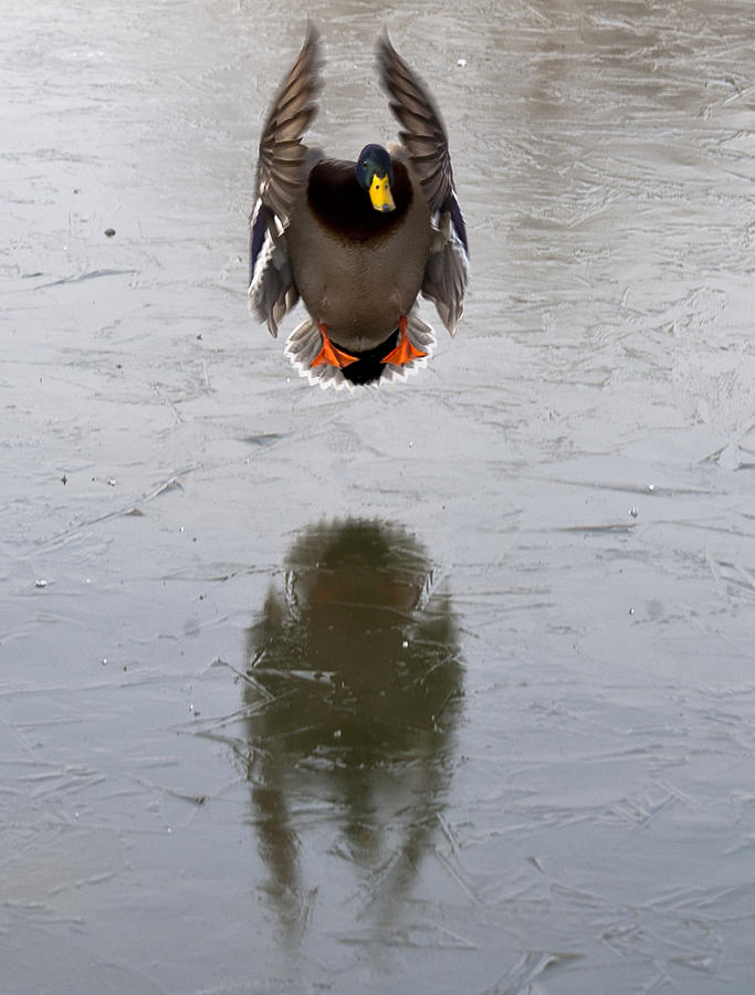 mallard duck landing