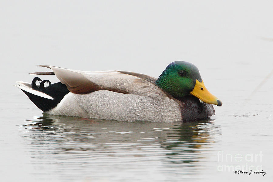 Mallard Duck Photograph by Steve Javorsky