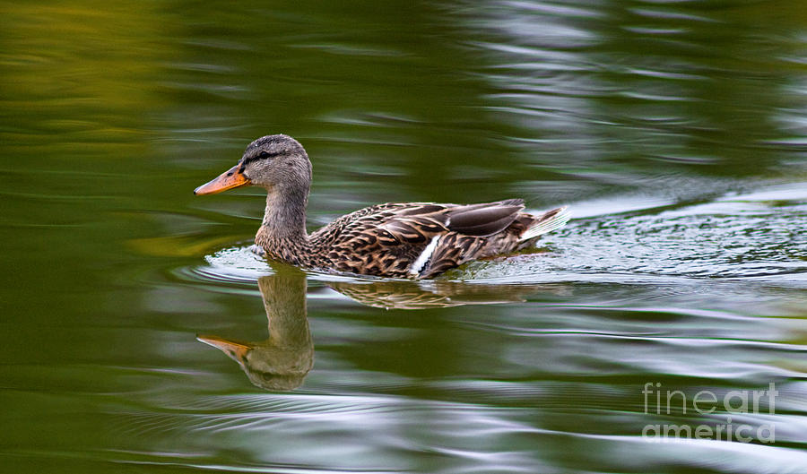 Mallard Duck Swimming 1 Photograph by Terry Elniski