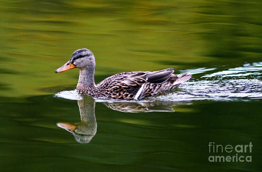 Mallard Duck Swimming 2 Photograph by Terry Elniski