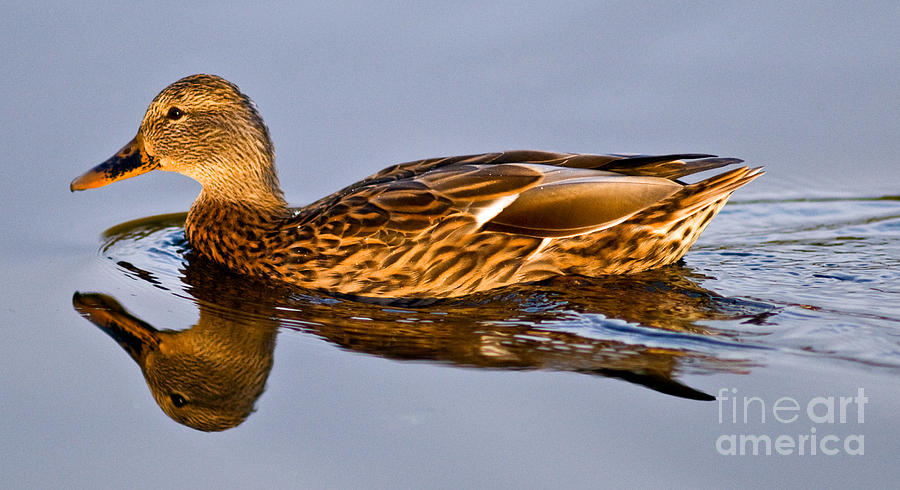 Mallard Duck Swimming 3 Photograph by Terry Elniski