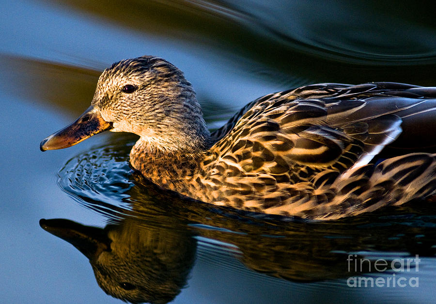 Mallard Duck Swimming 4 Photograph by Terry Elniski