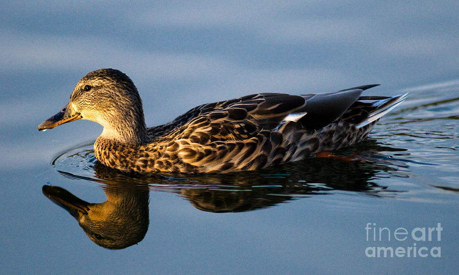 Mallard Duck Swimming 5 Photograph by Terry Elniski