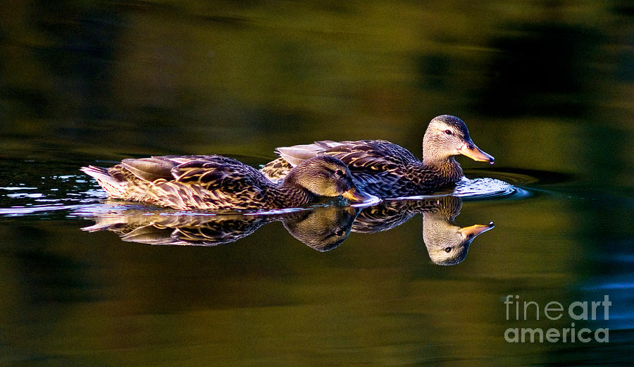 Mallard Duck Swimming 6 Photograph by Terry Elniski