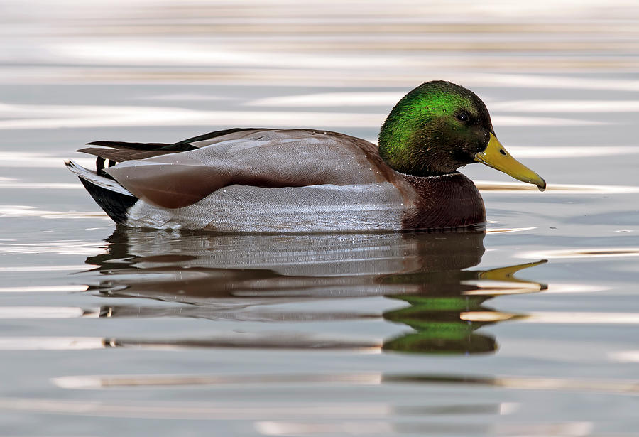 Mallard Duck Photograph by Terry Dadswell