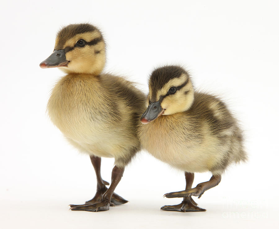 Mallard Ducklings Photograph by Mark Taylor