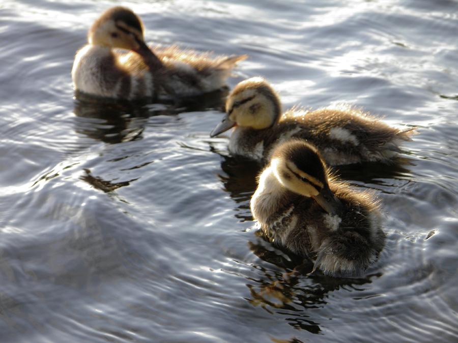Mallard ducklings Photograph by Meagan  Visser