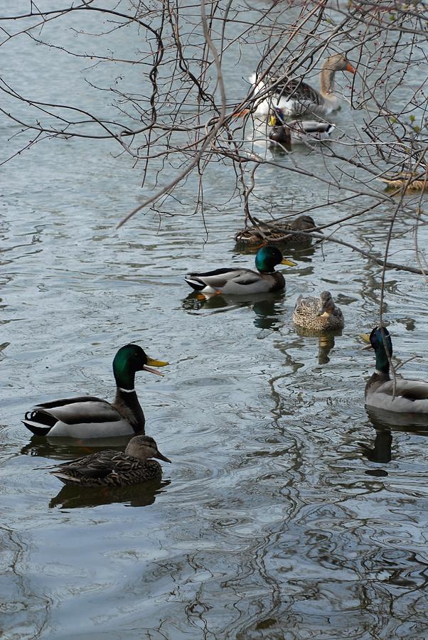 Mallard Ducks 221 Photograph by Joyce StJames