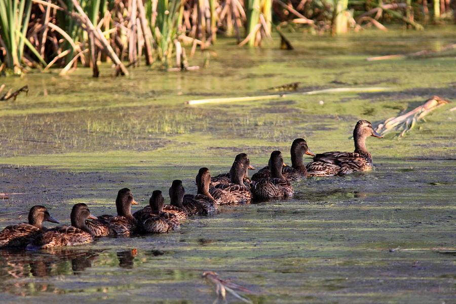 Nature Photograph - Mallard Ducks in a Row by Travis Truelove